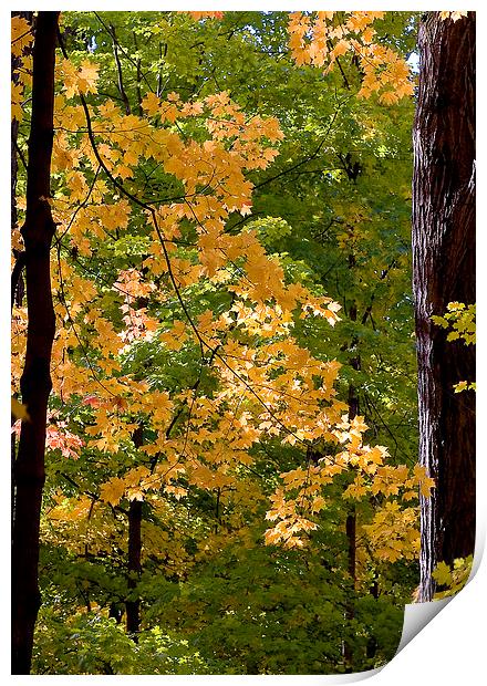 Fall Maples Print by Steven Ralser