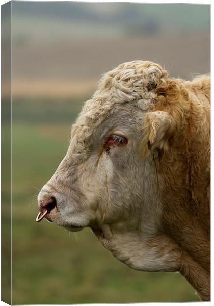 Profile of a Bull Canvas Print by Bill Simpson