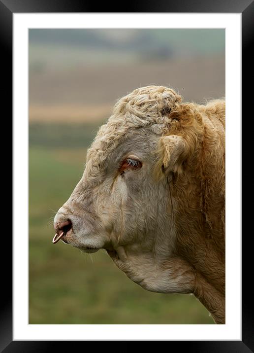 Profile of a Bull Framed Mounted Print by Bill Simpson