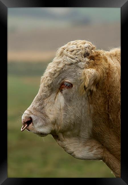 Profile of a Bull Framed Print by Bill Simpson