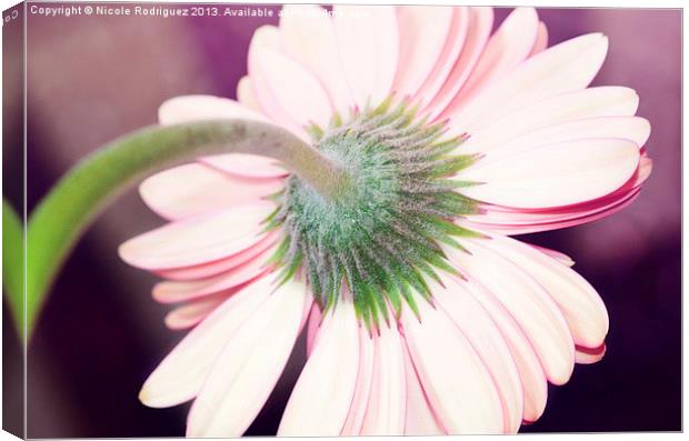 Behind the Gerbera Daisy Canvas Print by Nicole Rodriguez