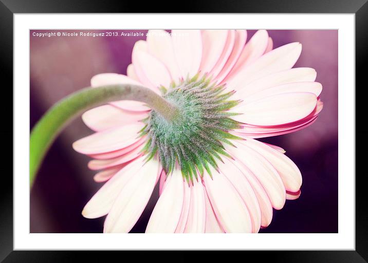 Behind the Gerbera Daisy Framed Mounted Print by Nicole Rodriguez