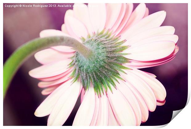 Behind the Gerbera Daisy Print by Nicole Rodriguez