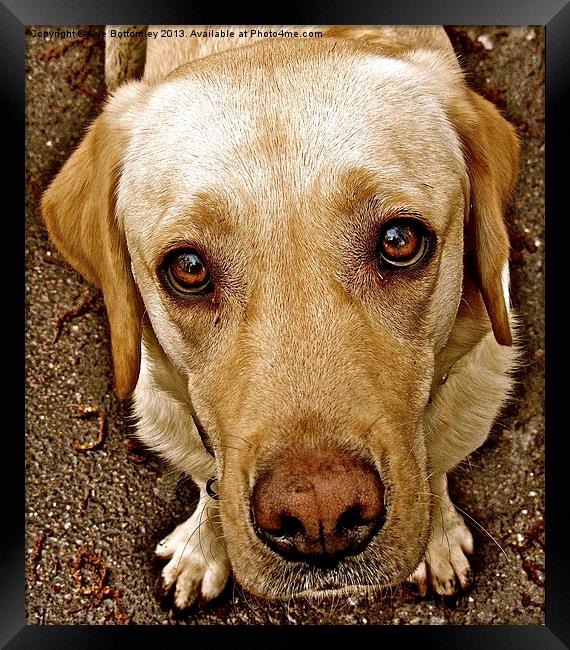 Labrador pleading eyes Framed Print by Sue Bottomley