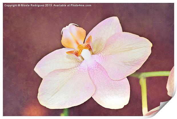 Quiet Orchid Print by Nicole Rodriguez