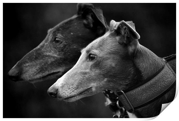 Rolo & Molly Print by Judith Parkyn