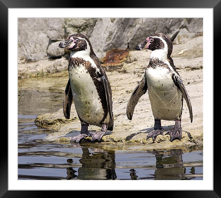IS SKINNY DIPPING ALLOWED? Framed Mounted Print by Mal Taylor Photography
