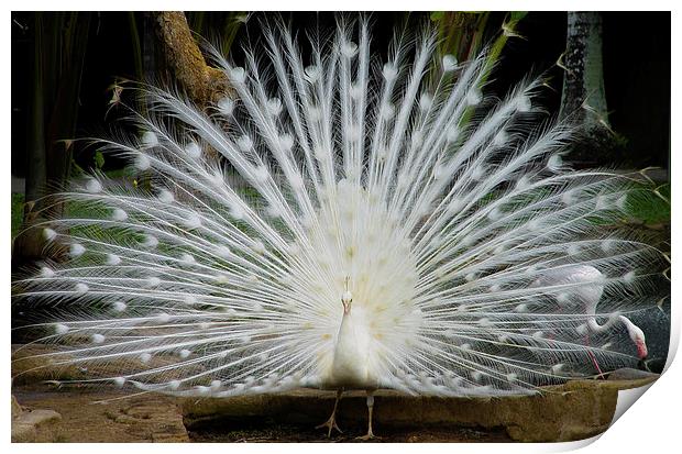 Singapore White Peacock Print by colin chalkley