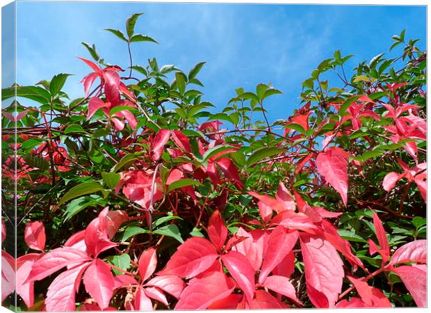 Virginia Creeper and Blue Sky Canvas Print by Stephen Cocking