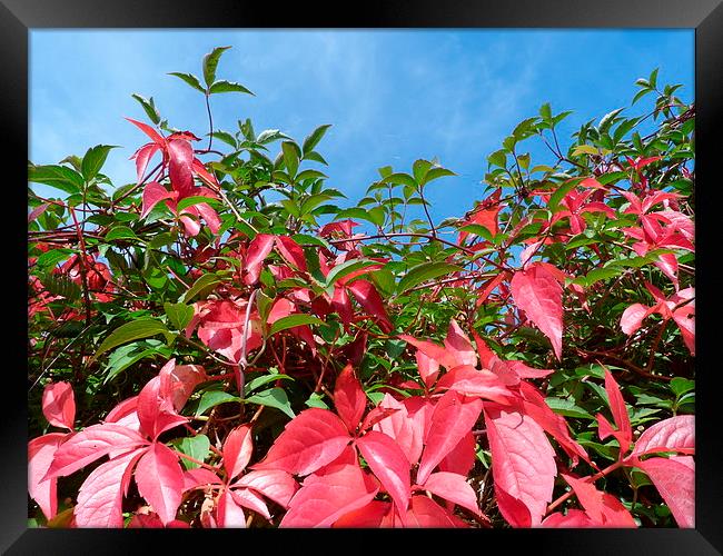 Virginia Creeper and Blue Sky Framed Print by Stephen Cocking