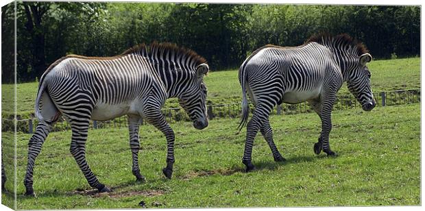 ZEBRA CROSSING? Canvas Print by Mal Taylor Photography