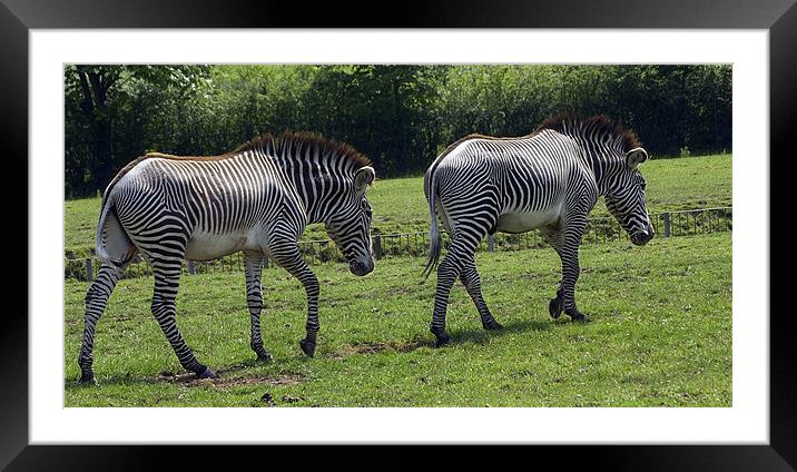ZEBRA CROSSING? Framed Mounted Print by Mal Taylor Photography