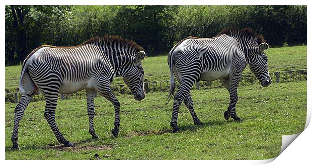 ZEBRA CROSSING? Print by Mal Taylor Photography