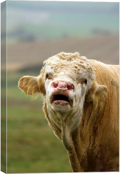 Portrait of a Bull Calling Canvas Print by Bill Simpson