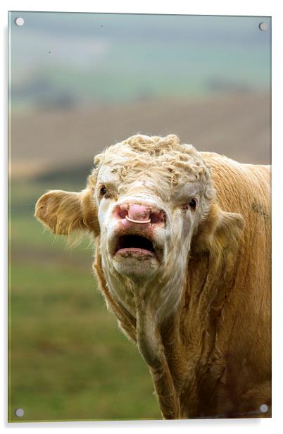 Portrait of a Bull Calling Acrylic by Bill Simpson