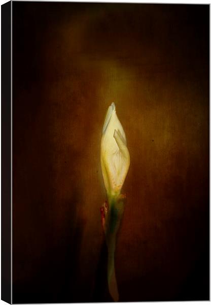 Candle In The Wind Canvas Print by Anne Rodkin