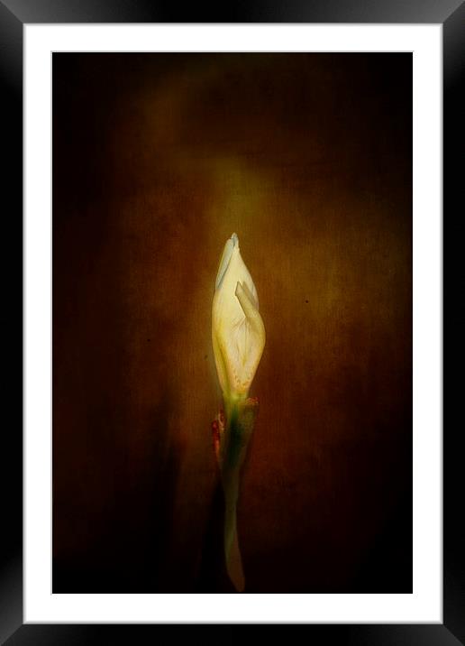 Candle In The Wind Framed Mounted Print by Anne Rodkin