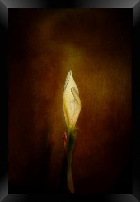 Candle In The Wind Framed Print by Anne Rodkin
