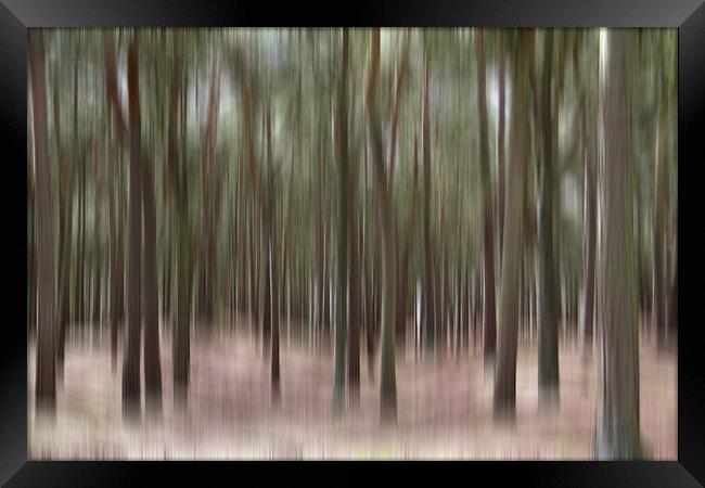 Pine Trees at Formby Framed Print by Wayne Molyneux