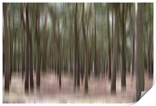 Pine Trees at Formby Print by Wayne Molyneux