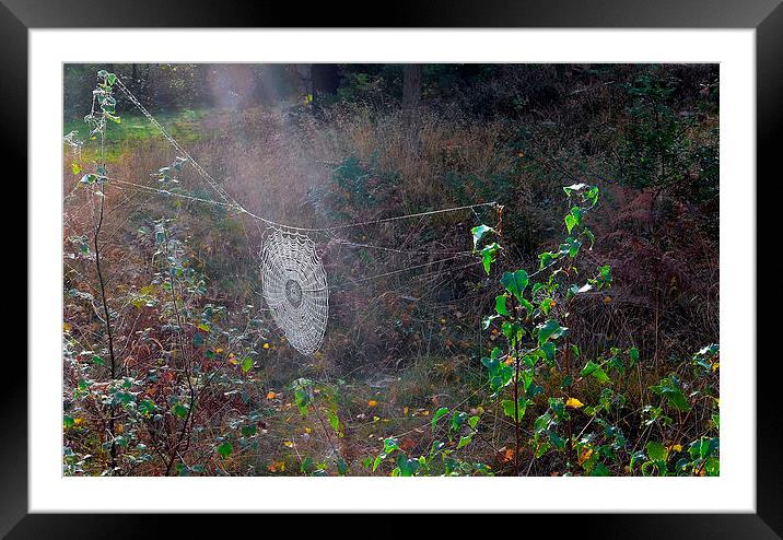 Spider Web Framed Mounted Print by Mark  F Banks