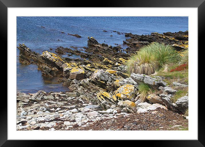Carcass Island Coastline in The Falklands Framed Mounted Print by Carole-Anne Fooks