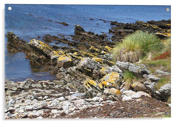 Carcass Island Coastline in The Falklands Acrylic by Carole-Anne Fooks
