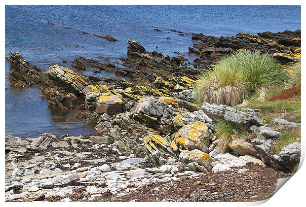 Carcass Island Coastline in The Falklands Print by Carole-Anne Fooks