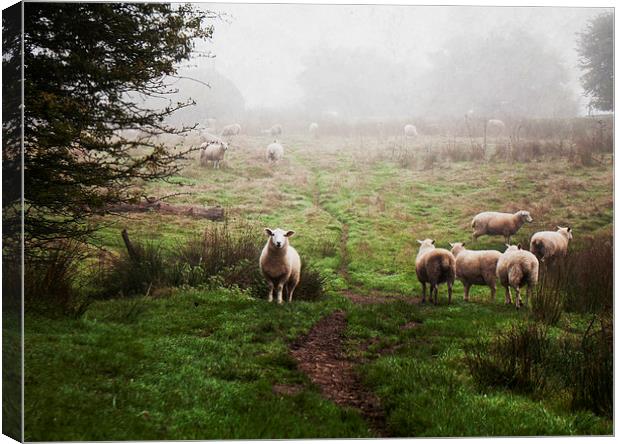 Sheep in the Mist Canvas Print by Dawn Cox