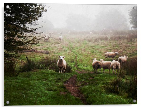 Sheep in the Mist Acrylic by Dawn Cox