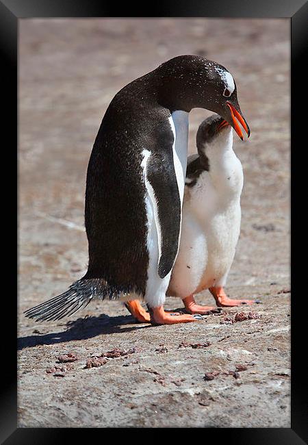 Gentoo Penguin Feeding Chick Framed Print by Carole-Anne Fooks