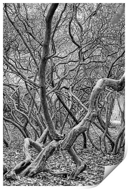 Rooty Trunk Print by Fraser Hetherington