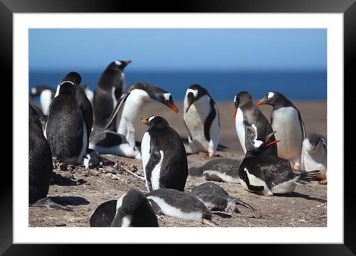 Gentoo Penguins in the Rookery Framed Mounted Print by Carole-Anne Fooks