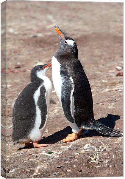 Gentoo Penguin Chick Begging for Food Canvas Print by Carole-Anne Fooks