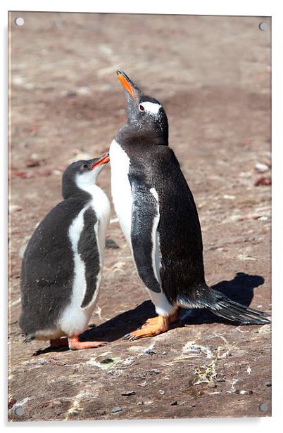 Gentoo Penguin Chick Begging for Food Acrylic by Carole-Anne Fooks