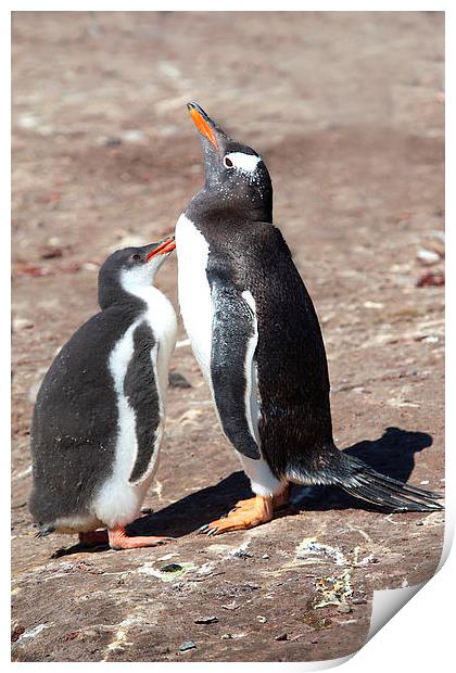 Gentoo Penguin Chick Begging for Food Print by Carole-Anne Fooks