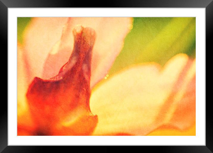 Garden Flower Abstract 1 Framed Mounted Print by Natalie Kinnear
