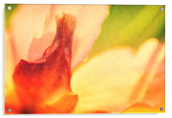 Garden Flower Abstract 1 Acrylic by Natalie Kinnear