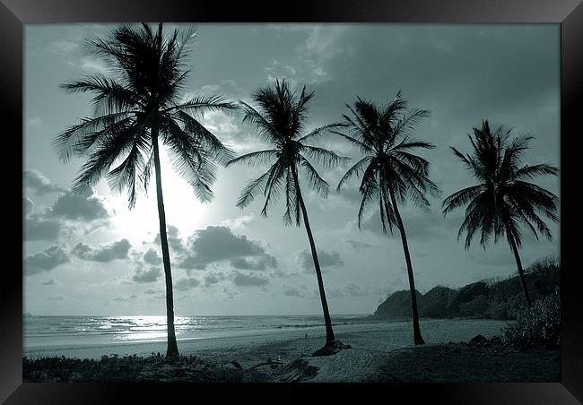 Duotone Palm Trees Framed Print by james balzano, jr.