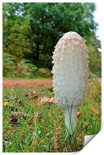 Shaggy Ink Cap Print by Mark  F Banks