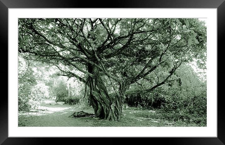 Duotone Giant Fig Tree Framed Mounted Print by james balzano, jr.