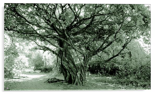 Duotone Giant Fig Tree Acrylic by james balzano, jr.