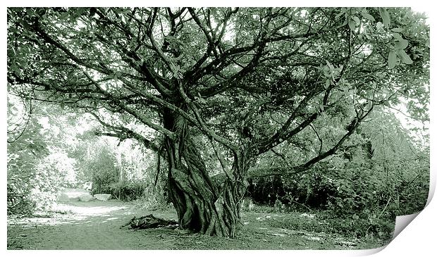 Duotone Giant Fig Tree Print by james balzano, jr.