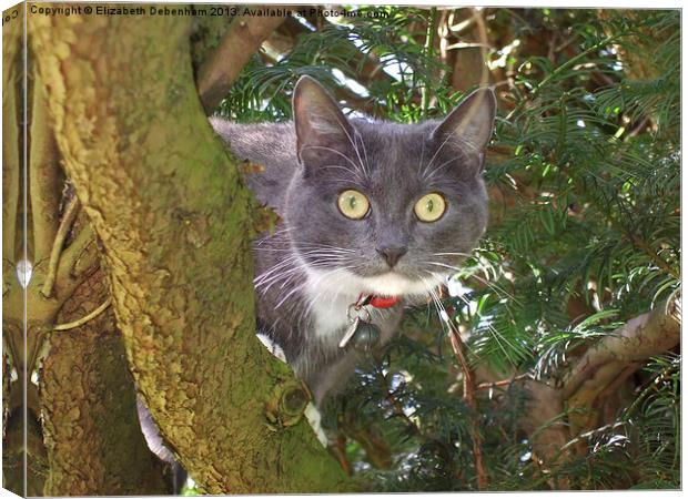 Stare Cat in a Yew Tree Canvas Print by Elizabeth Debenham