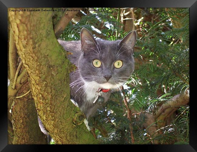 Stare Cat in a Yew Tree Framed Print by Elizabeth Debenham