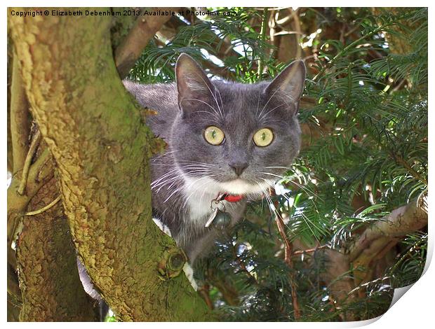 Stare Cat in a Yew Tree Print by Elizabeth Debenham