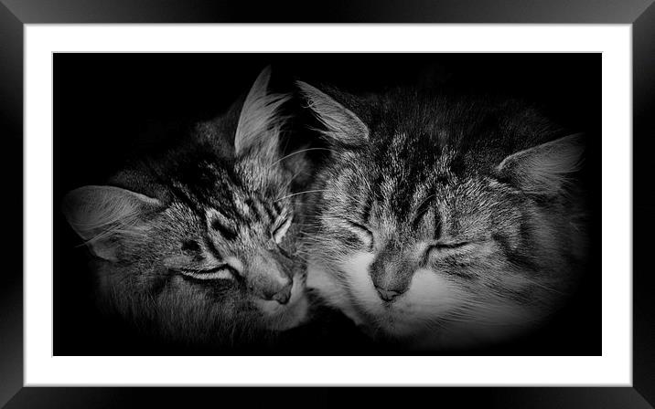 peaceful slumber Framed Mounted Print by sue davies