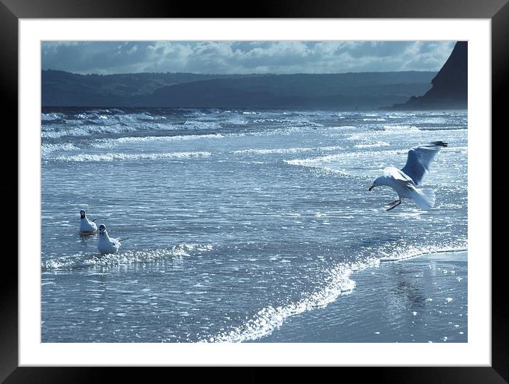 Seagulls on Sandy Bay Framed Mounted Print by leonard alexander