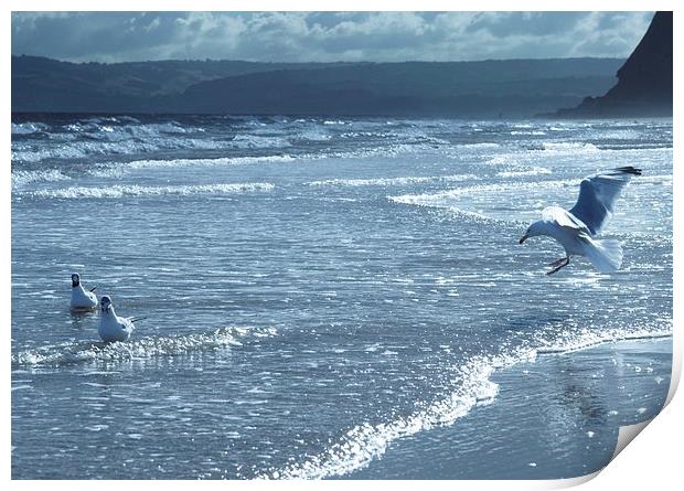 Seagulls on Sandy Bay Print by leonard alexander
