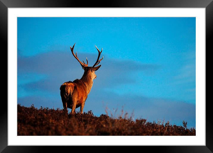 Highland Stag Framed Mounted Print by Macrae Images